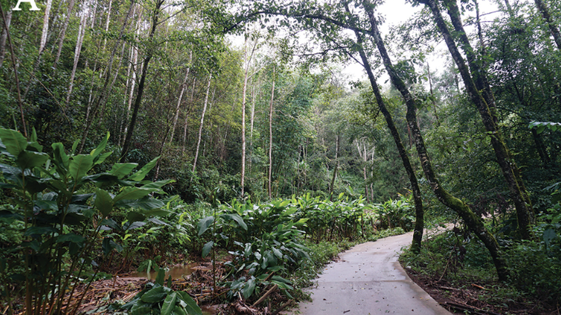 In the highlands of China, a nocturnal predator is on the hunt for small critters under the cover of darkness.