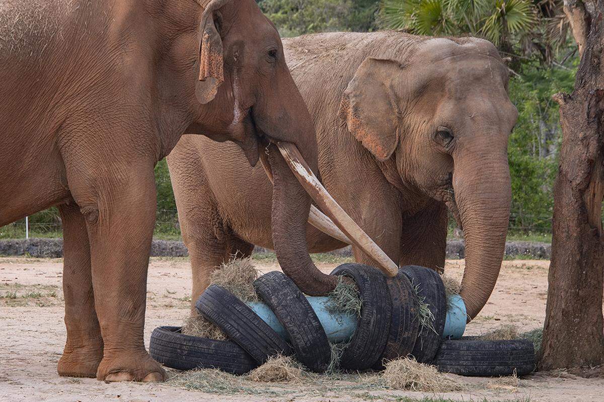 Zoo Miami’s Asian elephants Dalip, 55, and Nellie, 53, enjoy treats hidden in an elephant-sized “sushi roll” as part of the Kendall attraction’s Earth Day week of events on April 21, 2022.