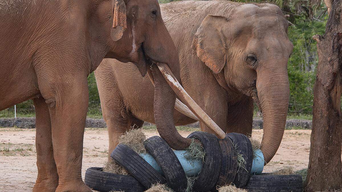 Zoo Miami’s Asian elephants Dalip, 55, and Nellie, 53, enjoy treats hidden in an elephant-sized “sushi roll” as part of the Kendall attraction’s Earth Day week of events on April 21, 2022.