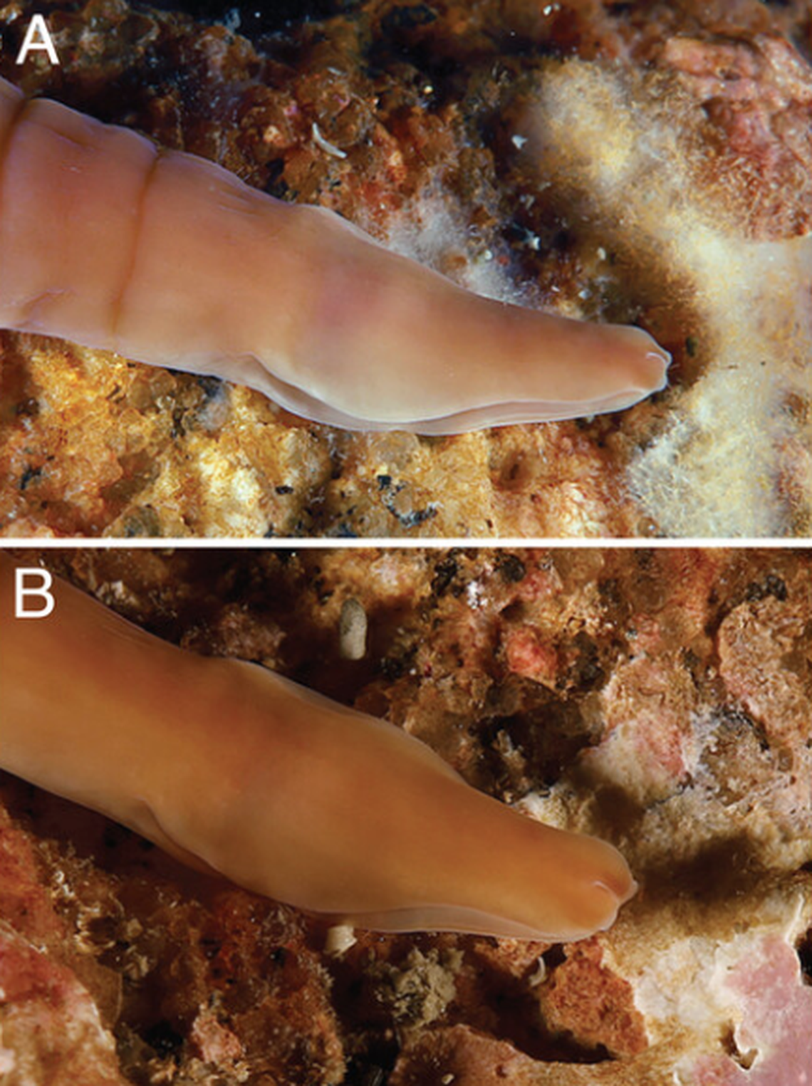 The animal’s head is marked by a notched end.