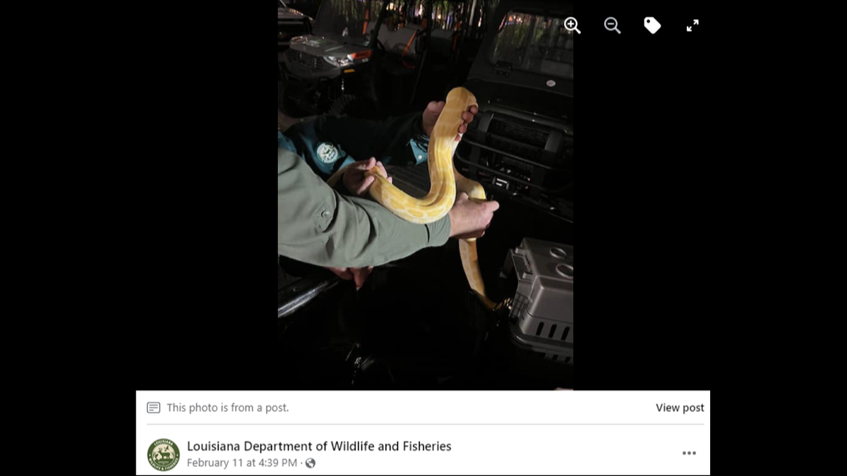 Four pythons were confiscated from the streets of New Orleans, wildlife officials said.