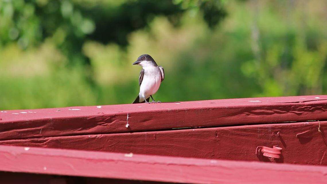 An Eastern Kingbird was spotted on a deck as Audubon Florida’s staff counted birds for its annual birdathon.