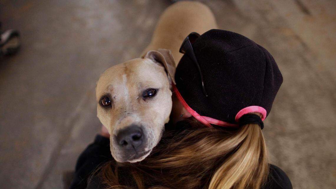 Dog owners reported they had more of a perceived social support system compared to non-dog owners, the study found.