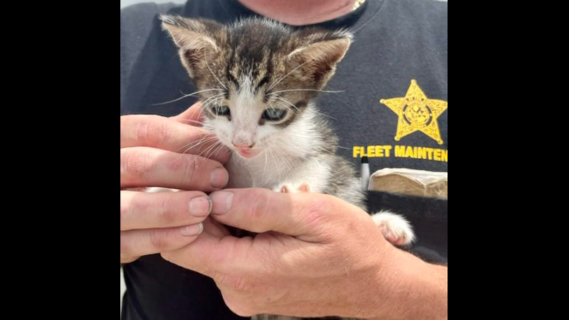 A mechanic investigating noises coming in a sheriff’s office patrol car ended up finding a kitten, according to the Brevard County Sheriff’s Office.