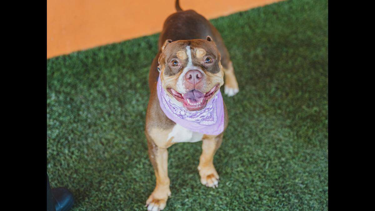 “Pinky A2444476 is a staff favorite. This 2-year-old pretty girl loves being with her humans and posing for her glamour shots. Pinky is the perfect medium-sized sweetheart who cannot wait to be your super model.” 