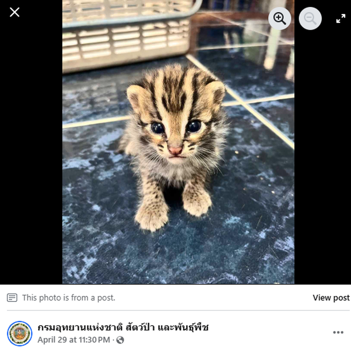 The kittens will undergo rehabilitation at the sanctuary in hopes of being released back to the wild.