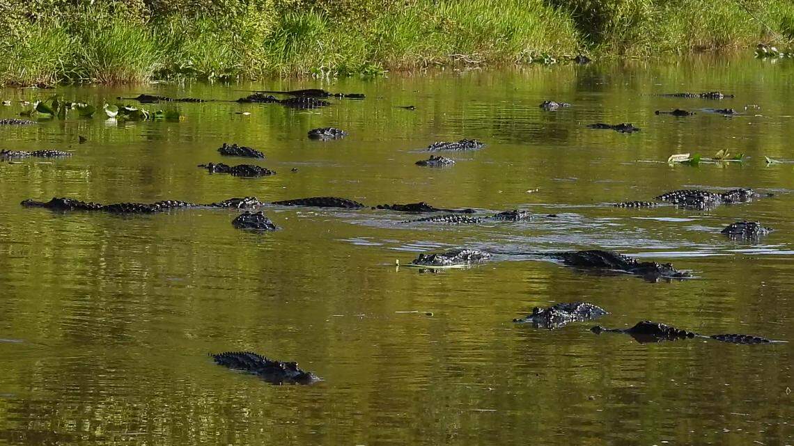 The gathering happened near a boat ramp in the park, which serves as an entrance to the Okefenokee Swamp in southeast Georgia.