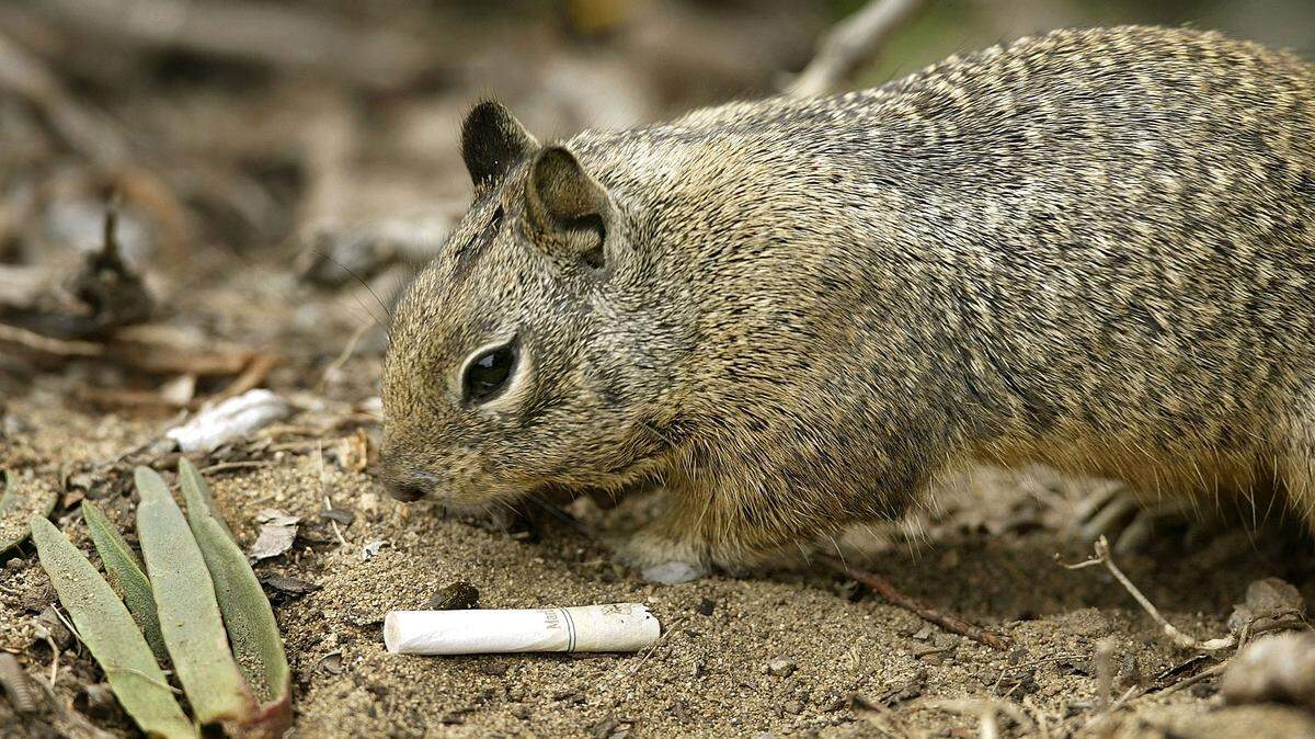 ground squirrel next to cigarette butt