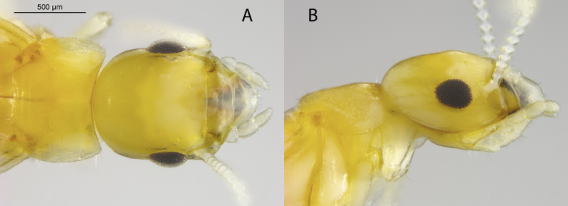 The morphology confirmed the termite was actually the species discovered in 1925, according to the study.