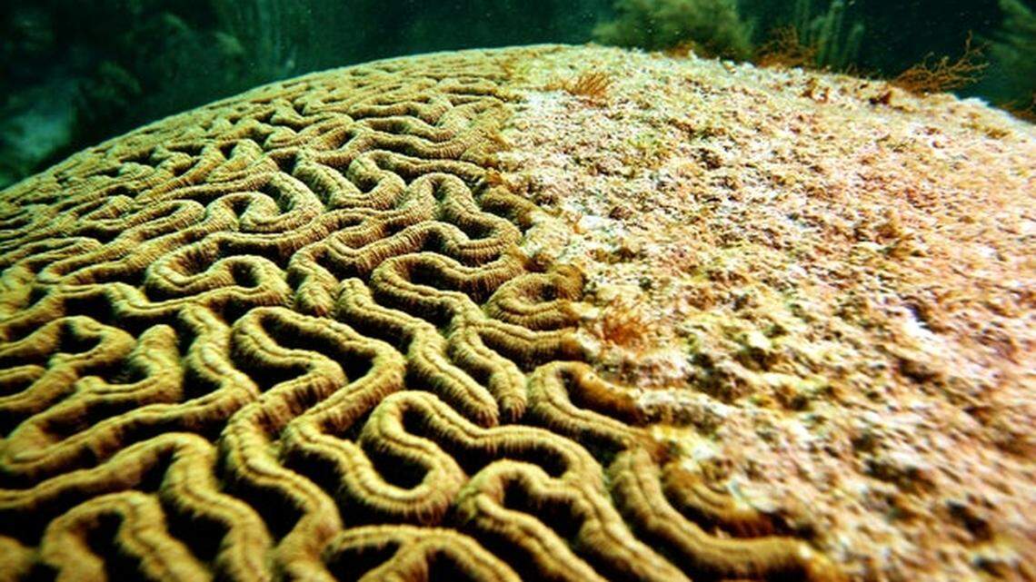 Disease, evident on the right, is decimating coral in the Florida Keys.