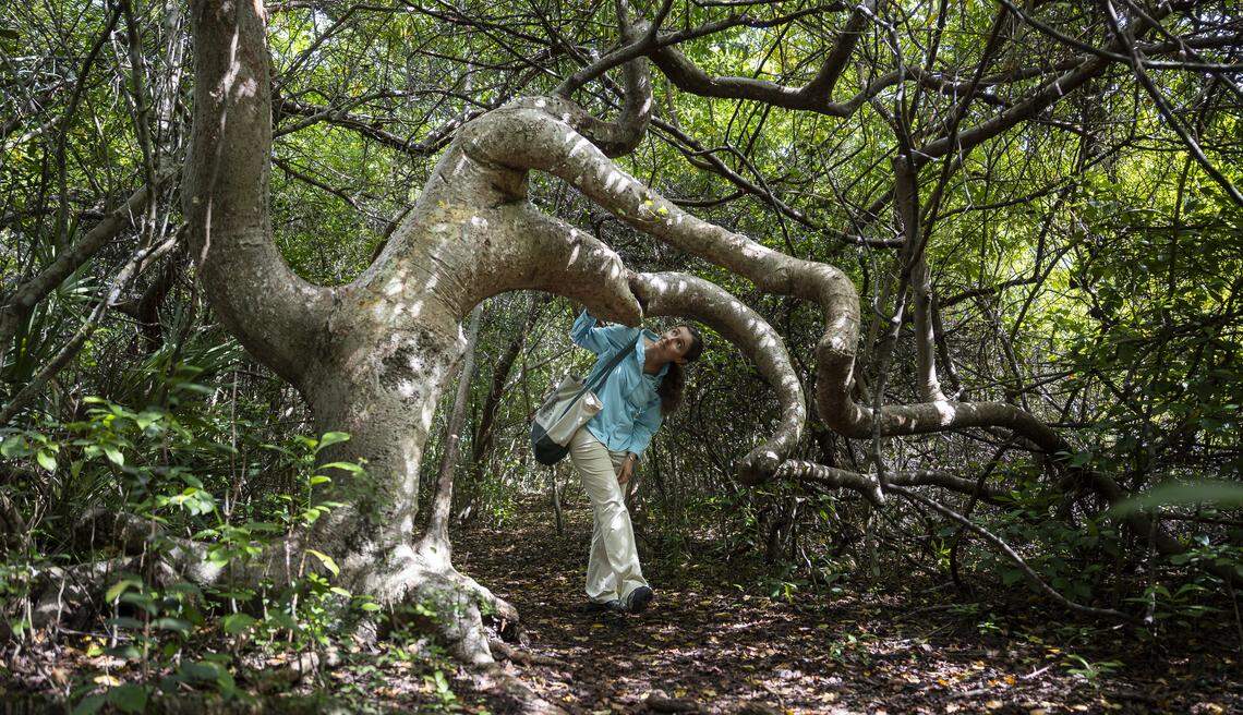 Sarah Rhodes-Ondi, a Sea Turtle Conservancy community stewardship coordinator with the Barrier Island Sanctuary, walks through the Doc Ehrhart Sanctuary, part of the Archie Carr National Wildlife Refuge, on Wednesday, Oct. 15, 2025, in Melbourne Beach, Fla.