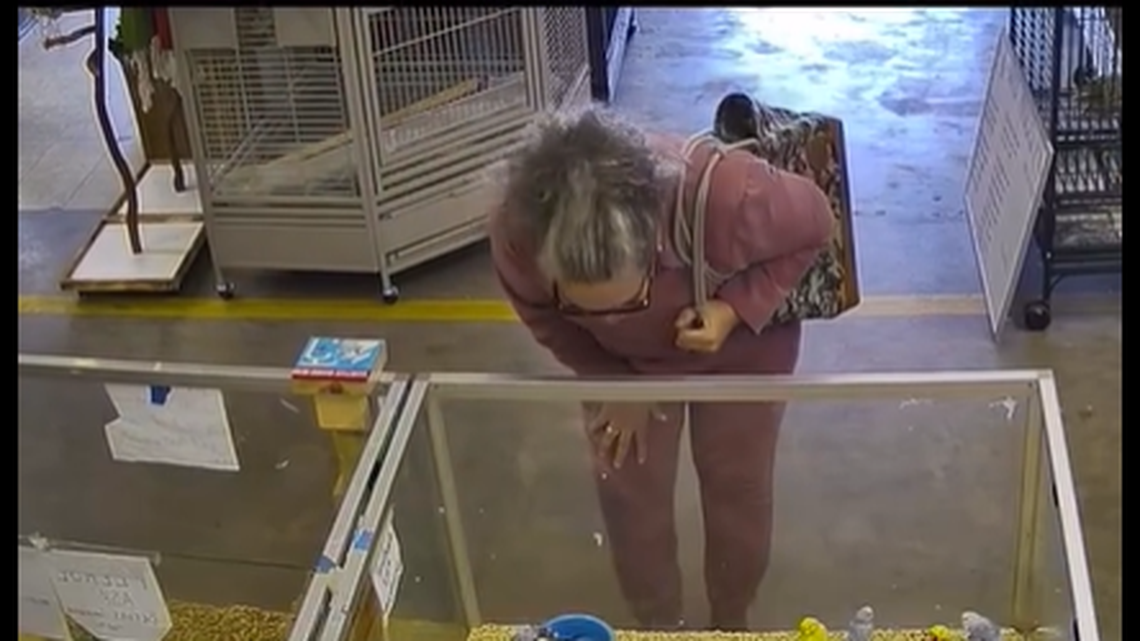 Surveillance video shared from the shop was posted online and shows the suspect was browsing at the shop inside Oldsmar Flea Market in Florida, officials say.