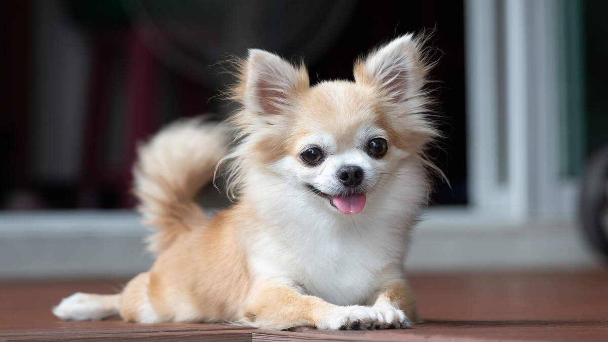 How Long Do Dogs Live and Which Breeds Last the Longest According to New Research