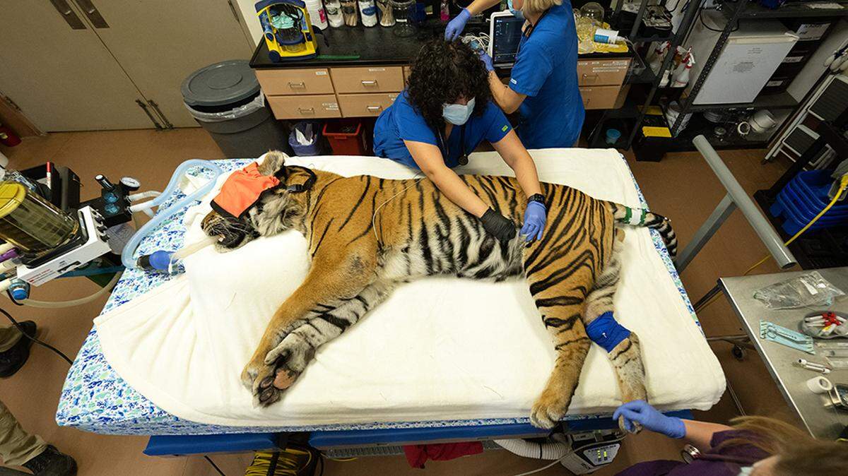 Berani, an over 15-year-old Sumatran tiger at Zoo Miami, is seriously ill and is undergoing a host of tests for several health issues.