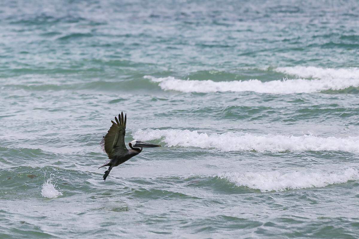 A rehabilitated brown pelican makes its way toward the ocean after being released by the Pelican Harbor Seabird Station in Miami Beach, Florida on Tuesday, June 22, 2021. Miami Beach Mayor Dan Gelber and children from the North Shore Youth Center helped the seabird station release two rehabilitated brown pelicans into the wild Tuesday.
