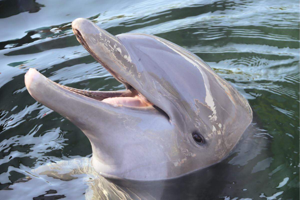 Ripley, a 32-year-old male Atlantic bottlenose dolphin, swims at Dolphin Life, a marine mammal facility in Key Largo. He and three other dolphins were moved to the facility from the Miami Seaquarium.