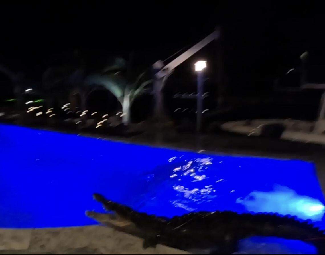 An American crocodile tenses up on a Florida Keys patio after trappers removed it from the homes swimming pool Sunday, June 11, 2023.