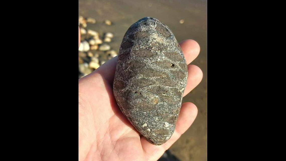 The fossil was found the first week of January at the Shanklin Chine (a gorge), and Wight Coast Fossils tour guide Megan Jacobs suspected it might be a plant fossil.