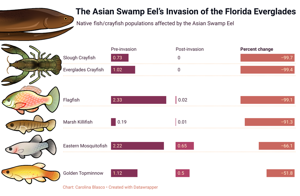 Researchers from FIU have documented the massive loss in prey species after the invasion of the asian swamp eel.