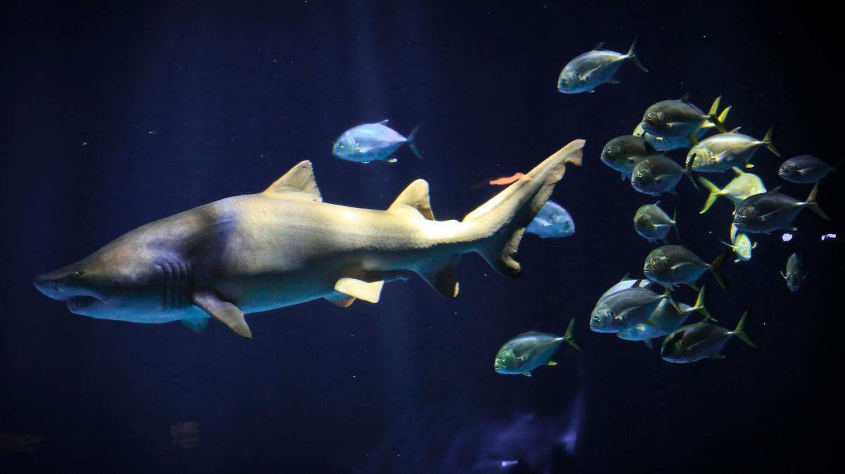 Shark attacks might occur more during a full moon, according to a study on lunar phases and shark attack data by researchers in Louisiana and Florida.