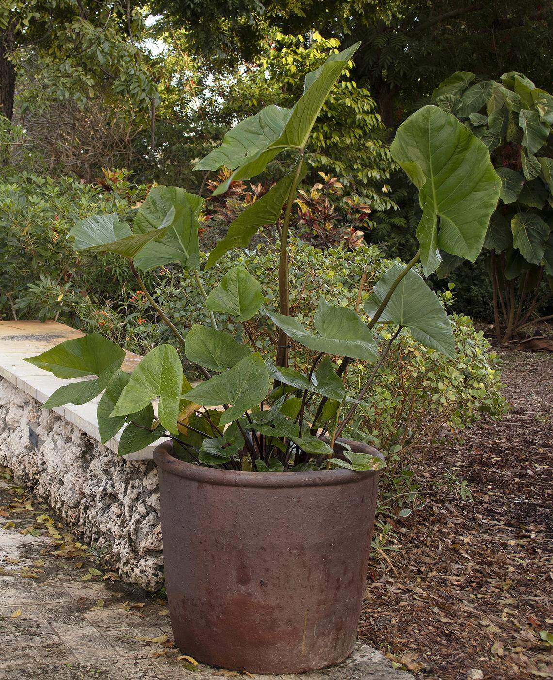 A new pond pot at Fairchild.