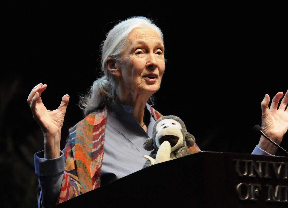 Jane Goodall, left, the noted primatologist, founder of the Jane Goodall Institute and UN Messenger of Peace, with her mascot, Mr. H, right, on the podium, speaks to UM students, Monday, April 29, 2013. Her lecture is titled "Reason for Hope."