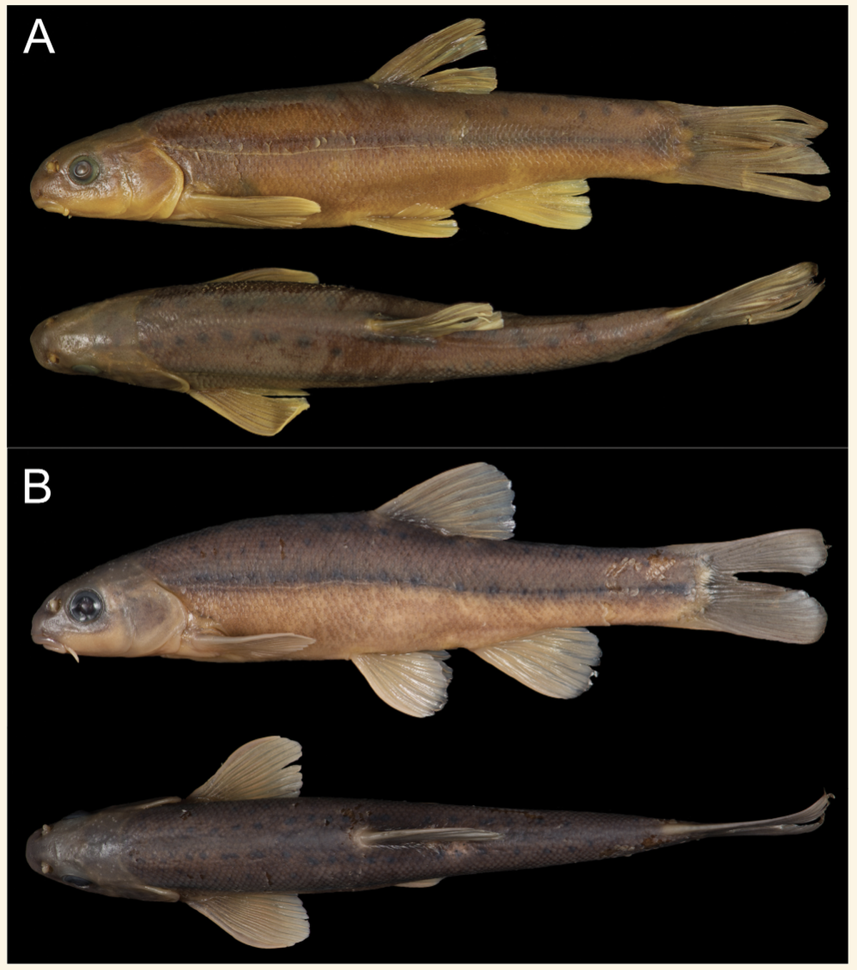 Zoosystematics and Evolution