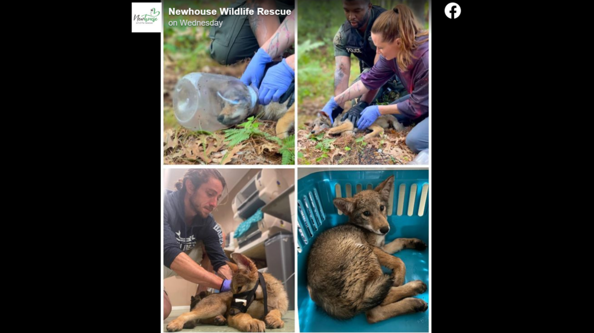 A coyote pup with a plastic container stuck on his head was rescued in Massachusetts.