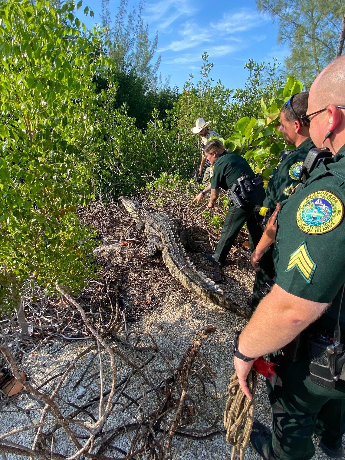 Monroe County Sheriff’s Office deputies and a Florida Fish and Wildlife Conservation Commission officer approach an American crocodile in the Florida Keys Friday, May 5, 2023. They returned the wandering reptile to the canal where she usually lives.