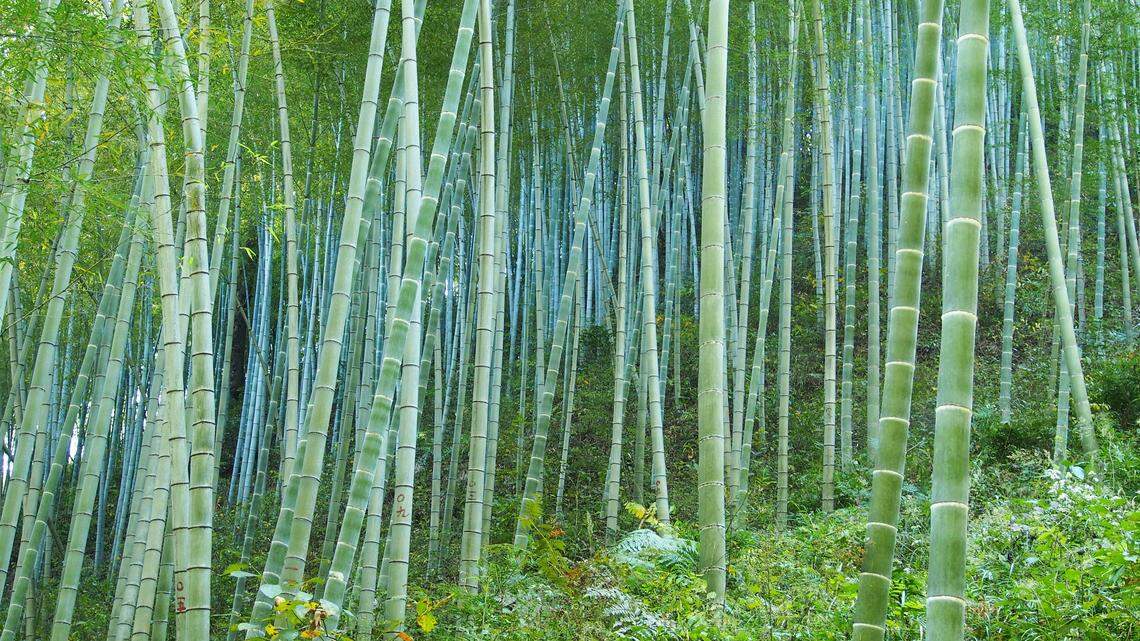 Scientists discovered an “incredibly rare” new animal species in Fujian, a study said. The photo shows a representative bamboo forest in China.