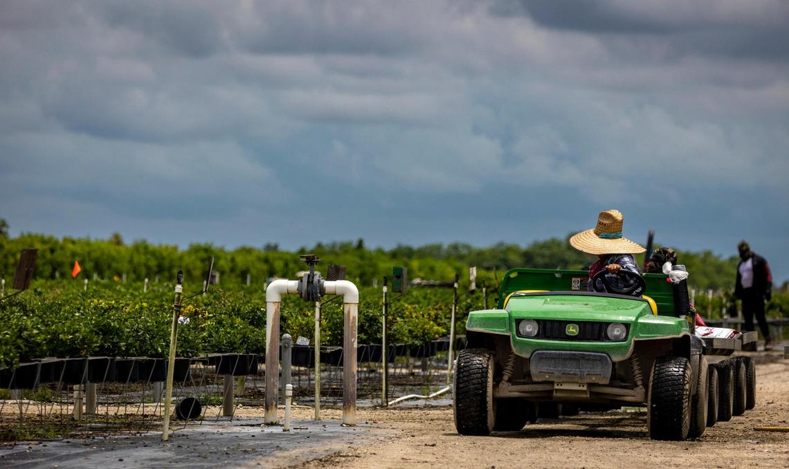 Homestead, Florida - May 31, 2023 - Workers at a nursery in South Miami-Dade County