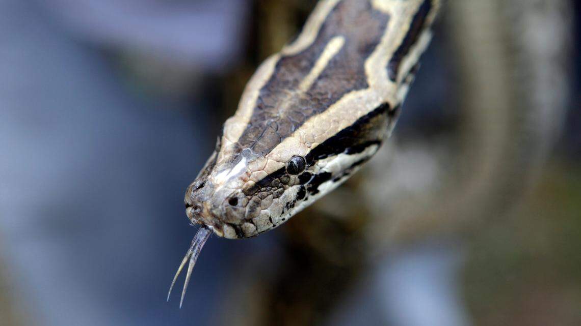 In this file photo, a Burmese python is displayed during a news conference in the Florida Everglades, where the Florida Fish and Wildlife Commission announced a special season for hunters to capture and remove reptiles of concern from state-managed lands around the Everglades Monday, Feb. 22, 2010.
