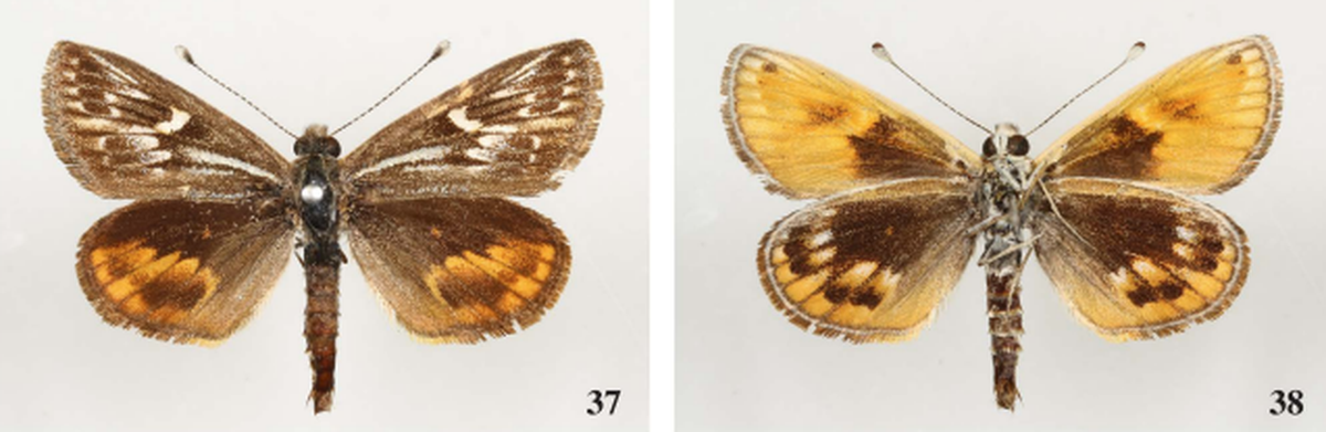 The Taroom sun moth.