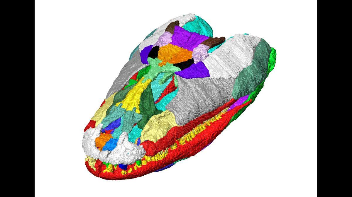 Researchers have reconstructed the skull of prehistoric predator, Crassigyrinus scoticus.