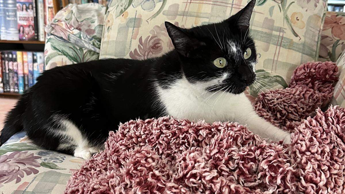 Kitty Ophelia isn’t entered in the Miami Herald’s Cutest Pet Contest but she can’t wait to see who wins the unscientific poll.