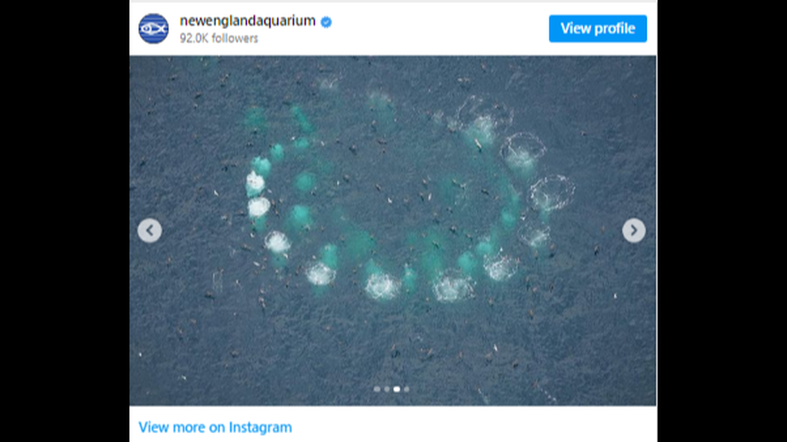 Salt was spotted bubble-net feeding, a hunting technique in which whales blow bubbles and swim in tight circles to trap fish as they’re pushed to the surface.