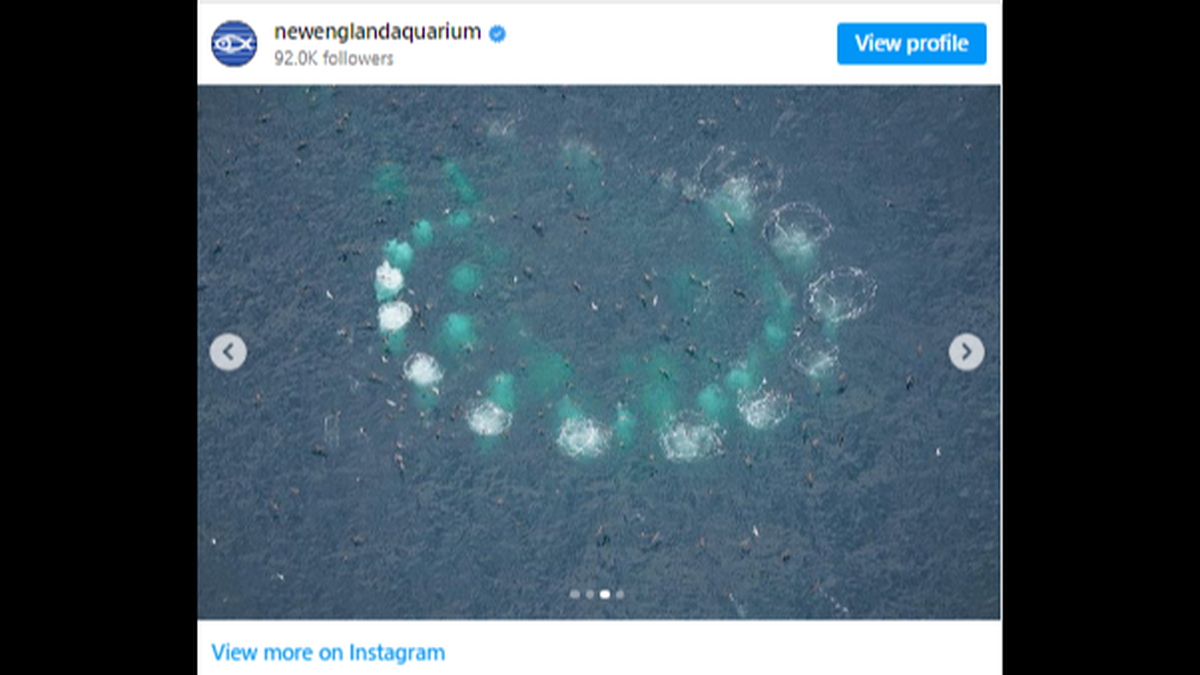 Salt was spotted bubble-net feeding, a hunting technique in which whales blow bubbles and swim in tight circles to trap fish as they’re pushed to the surface.