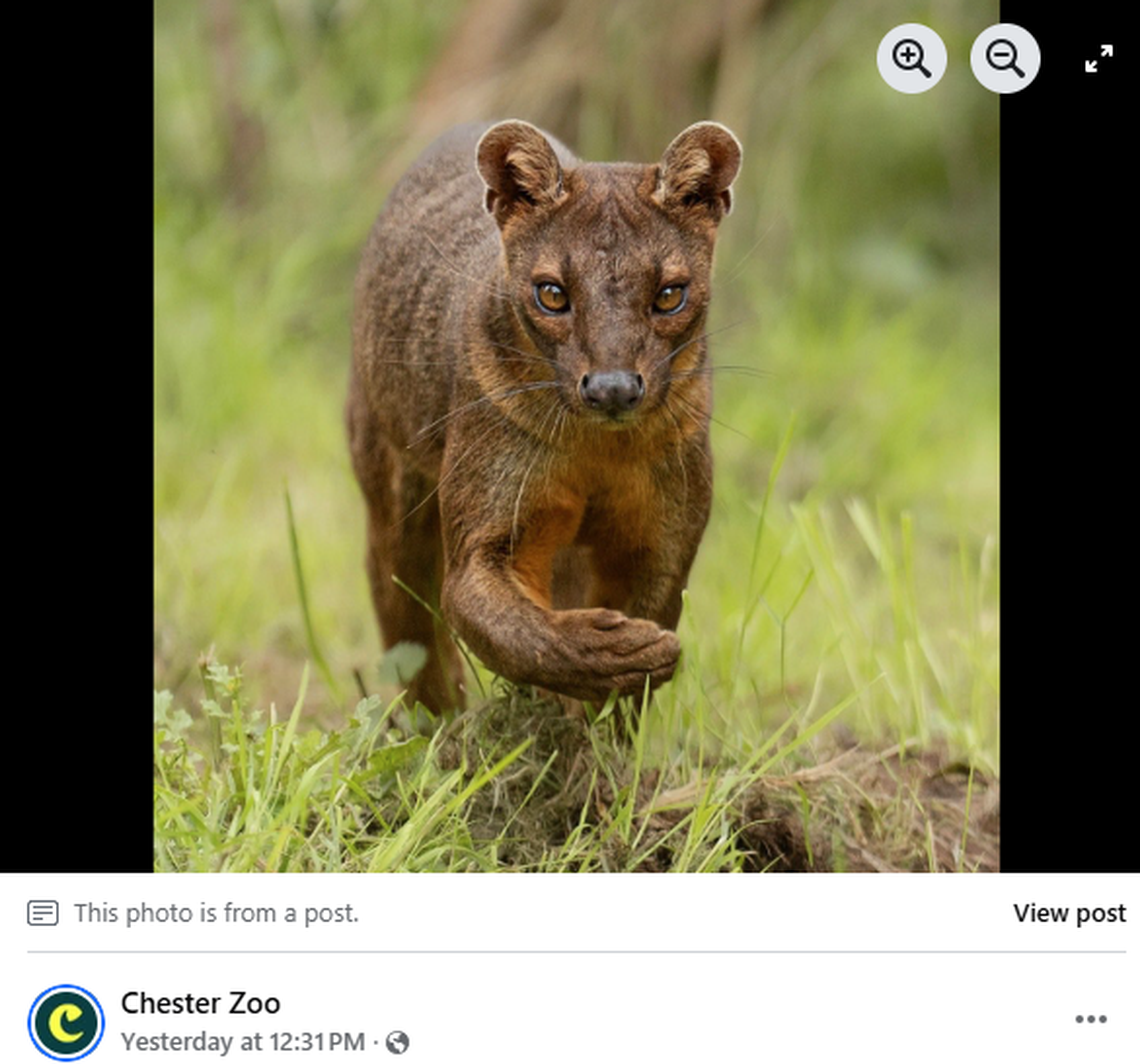 Fossas live in Madagascar and face extinction.