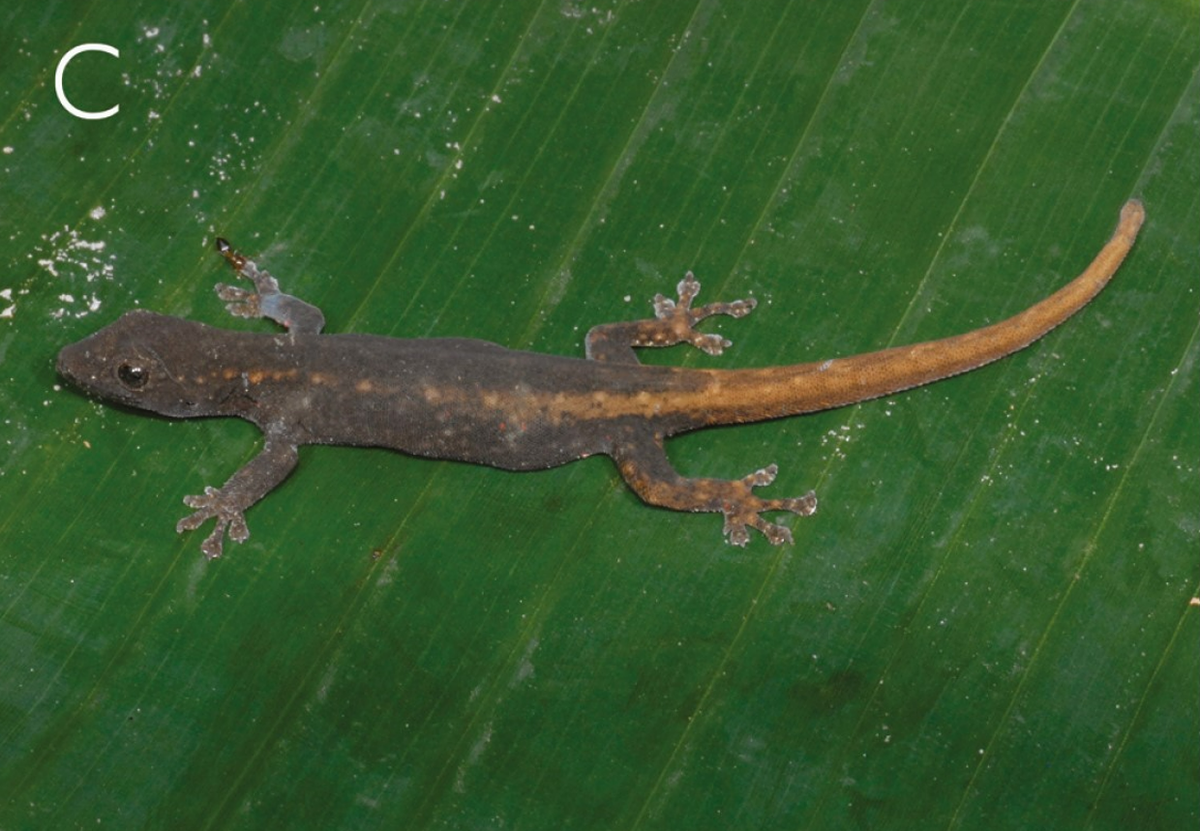 A female Lygodactylus leopardinus, or leopard dwarf gecko, seen from the top.