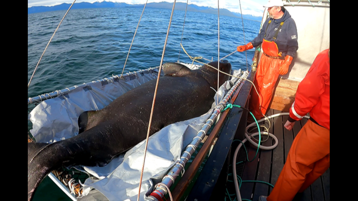 This Pacific sleeper shark was pulled alongside a research boat for catch and release, NOAA Fisheries says. The predators can exceed 23 feet.