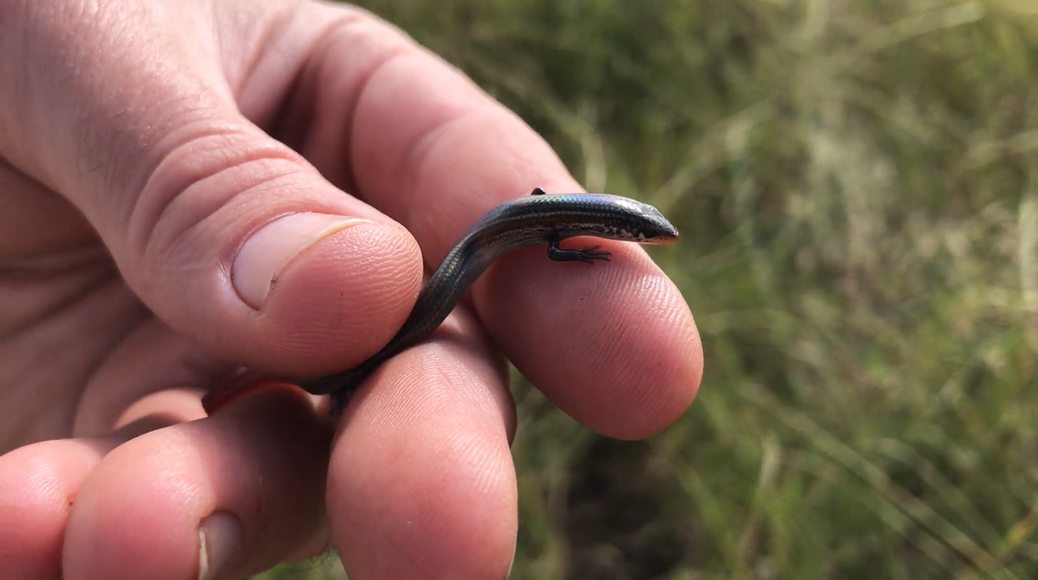 A researcher holds a Lyon’s grassland striped skink.