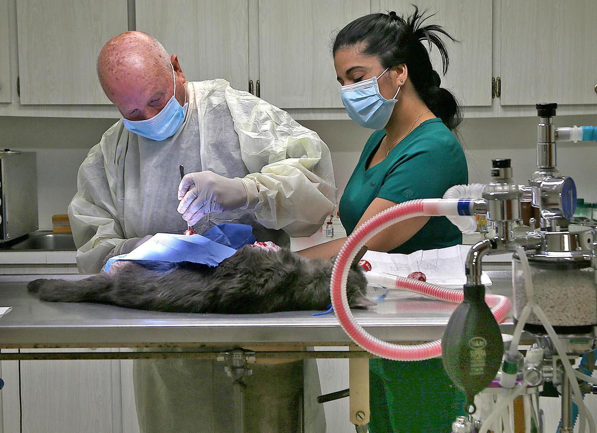 Dr. Osvaldo Perez and Yiselle Gonzalez, veterinarian and assistant, Lejeune Animal Hospital.