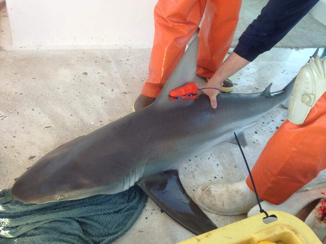 Sharks’ fins were tagged with accelerometers, the same technology found in Fitbits, that tracked their fine-scale movements and their fate after release.&nbsp;