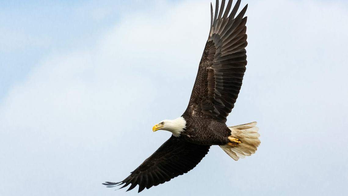 A bald eagle was flying close to a road in Maryland when it was hit by a car, deputies said.