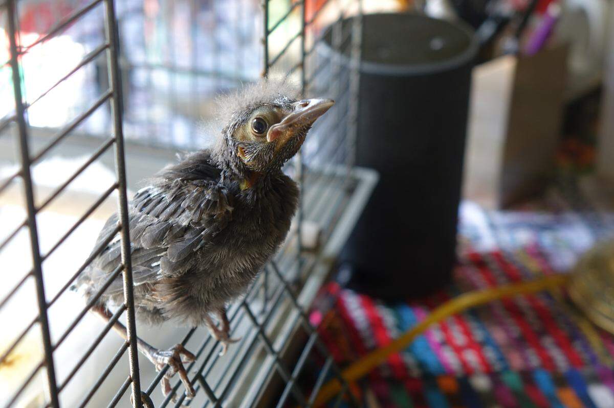 Winston, a grackle whose parents were killed by a predator in Miami Springs, was rehabilitated and eventually released in April 2021.