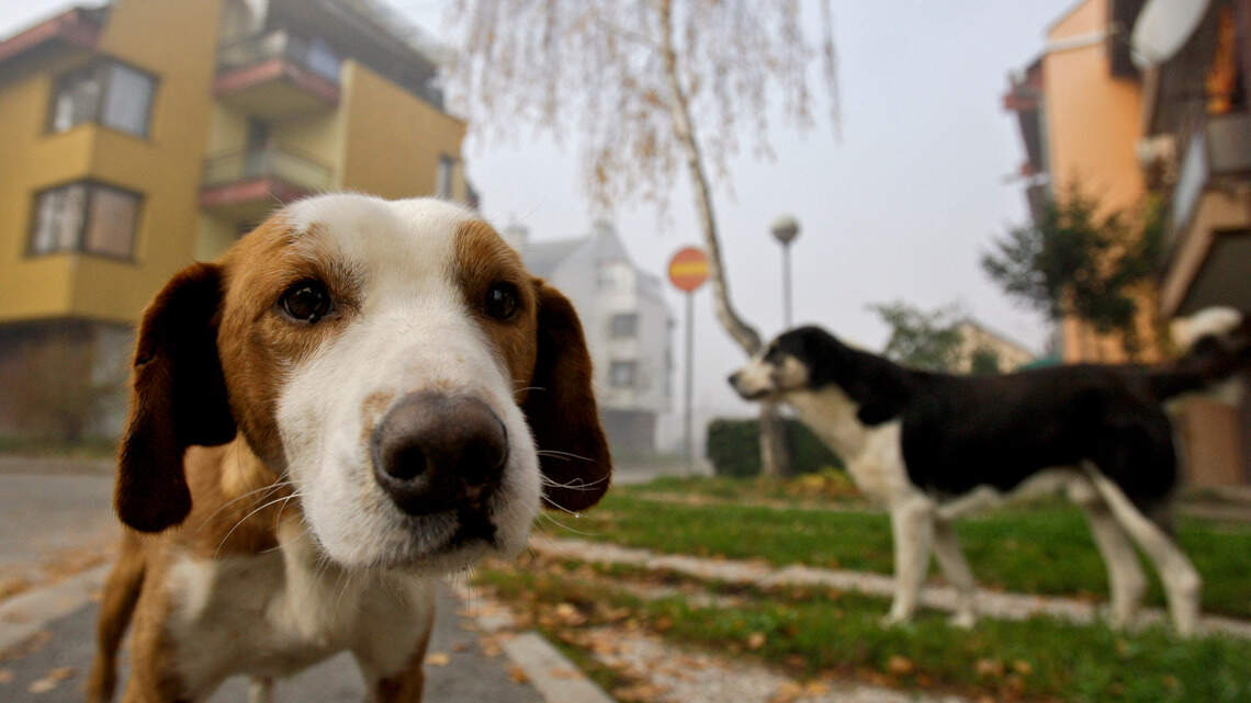 Dogs can smell coronavirus, study finds. But can they help us fight the pandemic?