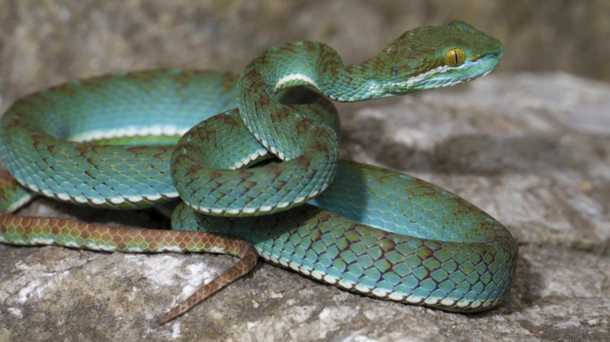 A new species of pit viper.