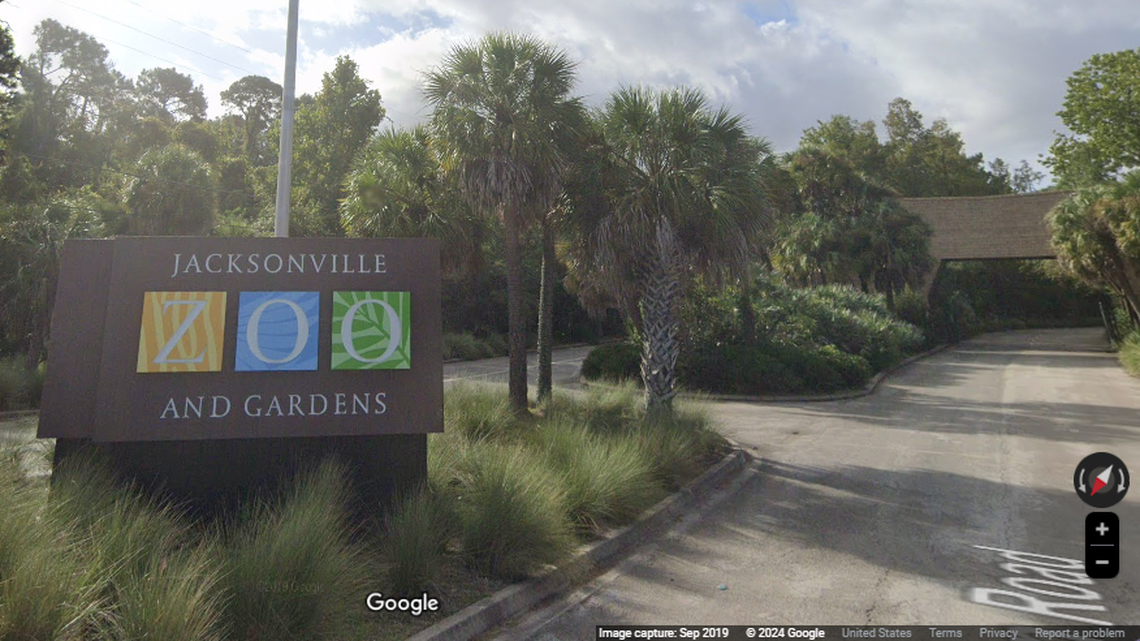 Three rare cubs were born at the Jacksonville Zoo and Gardens in November and made their first public debut on March 1.