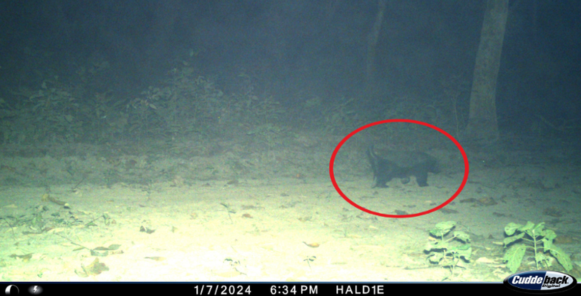 Researchers first thought the animal was a civet, then saw it’s large head.
