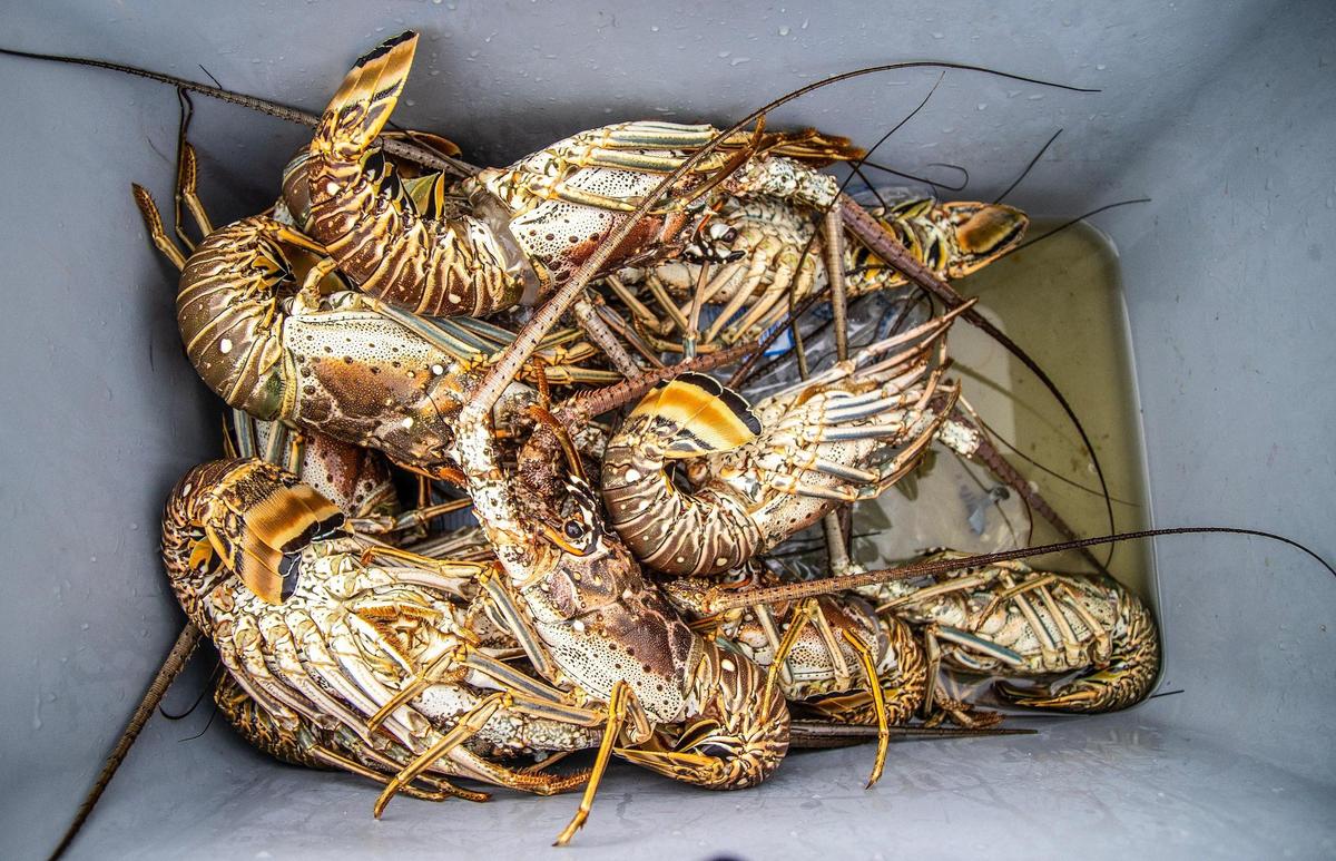 View of several Florida spiny lobsters captured by a group of divers from Jupiter, Florida, during the first day of lobster miniseason in the Florida Keys on Wednesday, July 26, 2023.